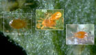 Spider Mite Predators