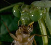 Praying Mantis Eggs